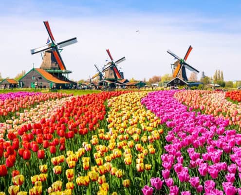 Keukenhof